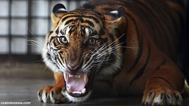 Pembalasan Harimau Kepung Pembalak Liar Aceh 5 Hari Di Pohon