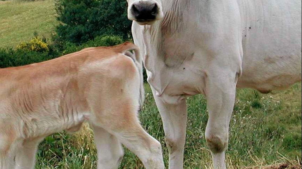 Indonesia Bakal Impor 2.350 Ekor Sapi Asal Australia