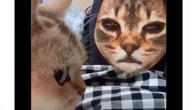 kucing