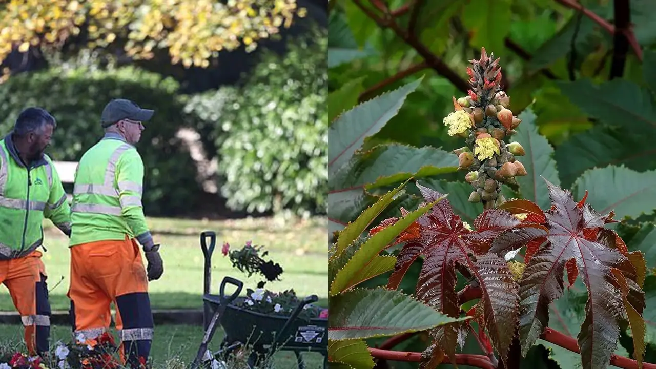 Ricinus communis Lebih Beracun dari Sianida