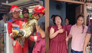 Detik-Detik Buaya Coki Dievakuasi, Pemilik Histeris hingga Pingsan
