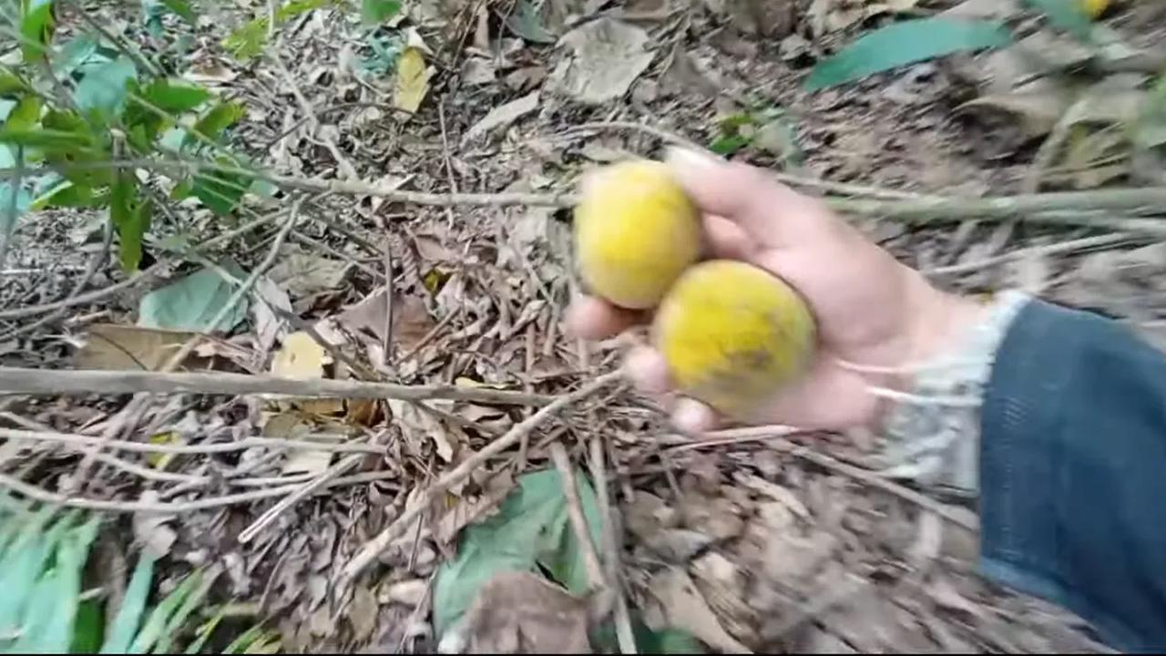 Ada buah kecapi