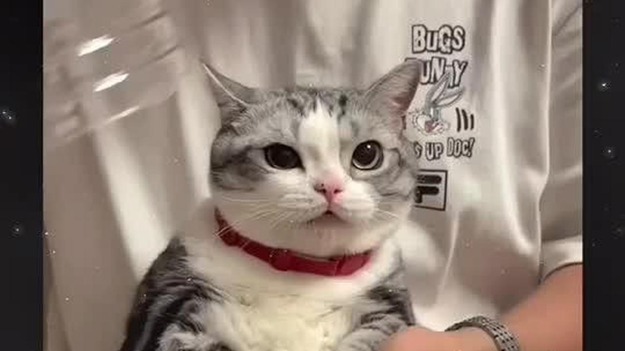 VIDEO: Taktik Gunting Kuku Kucing biar Enggak Cakar Wajah