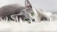 Berbagai Warna Mata pada Kucing, Ada 4 Fakta Unik di Balik Keindahannya (sub 4)