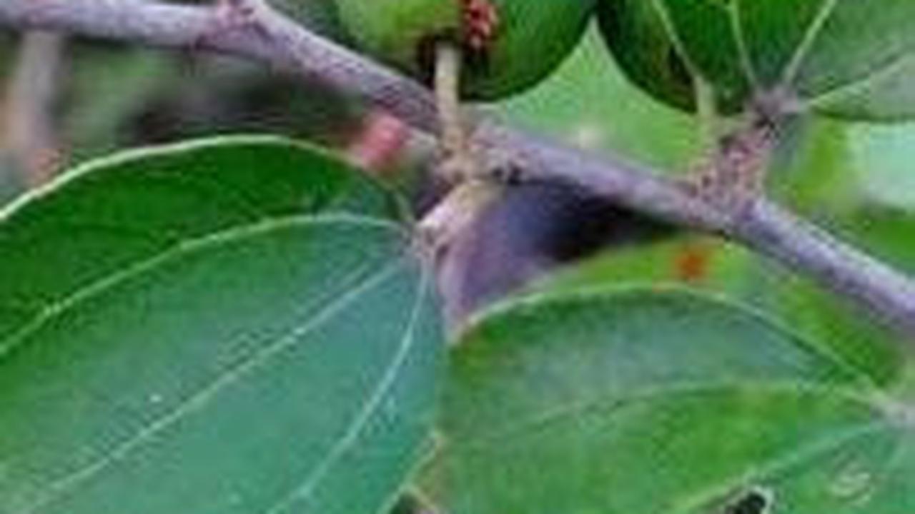 Daun Bidara Berguna untuk Kesehatan Tubuh, Pahami Manfaat Tanaman Herbal yang Disebutkan dalam Al-Quran