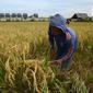 Petani memanen padi dari Sawah Abadi di kawasan Ujung Menteng, Jakarta, Rabu (23/2/2022). Padi hasil panen tersebut tidak dijadikan beras, tapi dijadikan benih untuk dibagikan kepada kelompok tani yang ada di wilayah Jakarta. (merdeka.com/Imam Buhori)