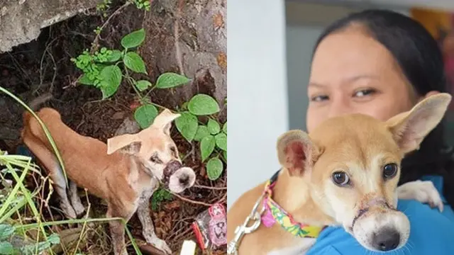 Kisah Anjing yang Melarikan Diri dari Peternakan Ilegal di Bali, Bikin Haru