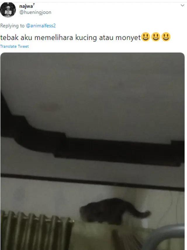 7 Potret Ulah Kucing yang Suka Semena-mena pada Tuannya