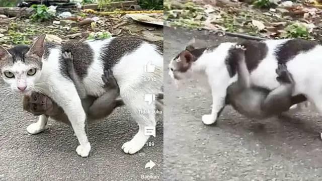 6 Potret Nyeleneh Monyet Naik Punggung Hewan Lain Bikin Geleng Kepala