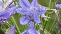 7 Tanaman Hias dengan Bunga Berwarna Biru, Percantik Fasad Rumah