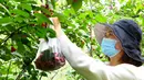 Seorang wisatawan memetik sejumlah ceri dalam festival ceri yang digelar di kawasan wisata Cherry Vale di Distrik Erqi, Zhengzhou, Provinsi Henan, China tengah, (6/5/2020). (Xinhua/Hao Yuan)