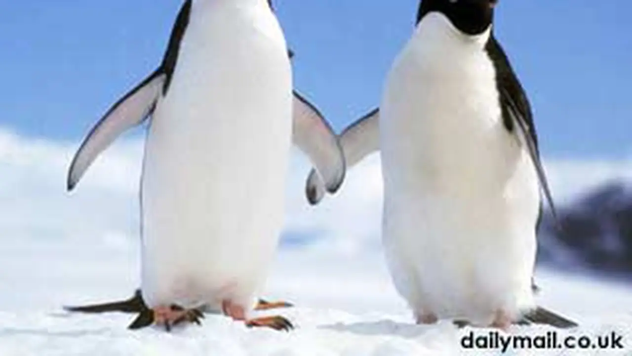 110622apinguin.jpg