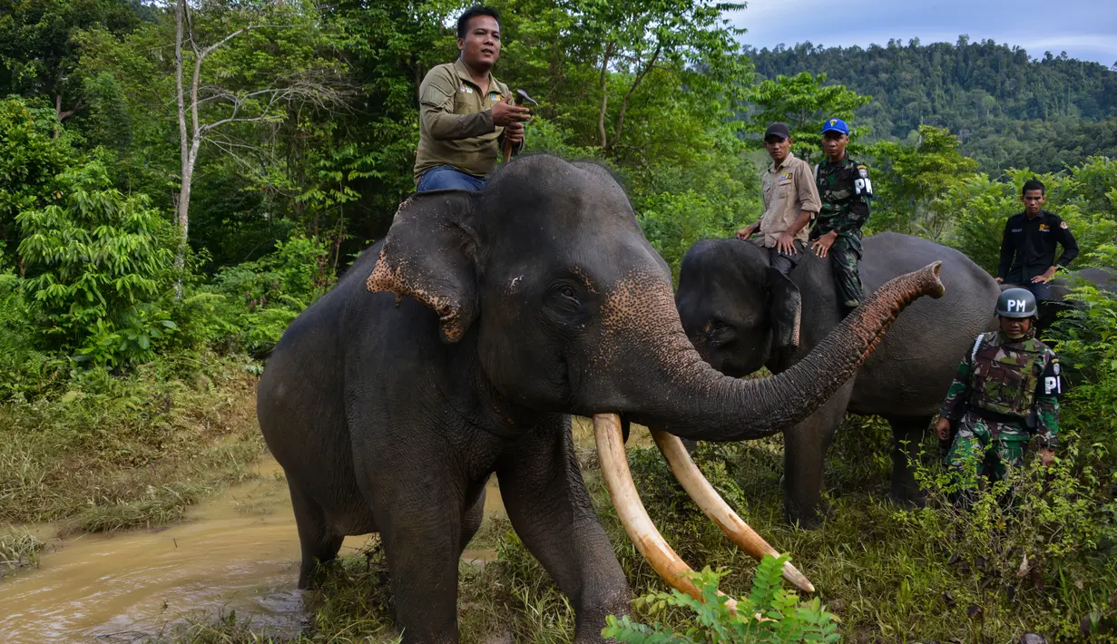 Polisi militer Indonesia dan penjaga taman nasional dibantu gajah jinak melakukan patroli keliling hutan di kawasan hutan Ulue Masen, provinsi Aceh, Sabtu (27/4/2019). Patroli keliling tersebut guna menjaga kelestarian alam dan satwa liar dari ancaman kepunahan. (CHAIDEER MAHYUDDIN/AFP)