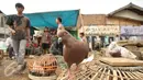 Anak-anak bermain burung merpati di pinggiran proyek normalisasi kali Ciliwung, Jakarta, Jumat (13/1). Menghabiskan waktu sore, sejumlah anak-anak bermain burung merpati di kawasan Bukit Duri. (Liputan6.com/Yoppy Renato)
