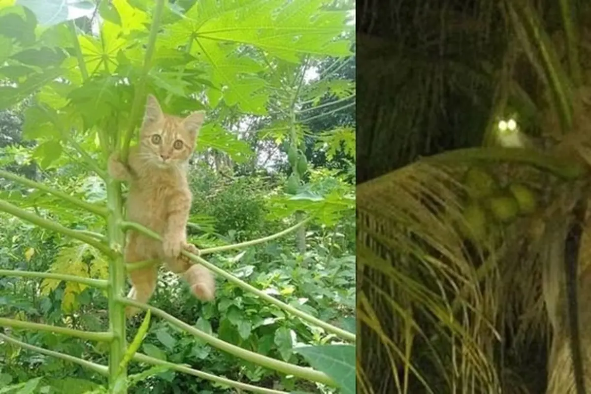 6 Potret Kucing Panjat Pohon Ini Ekspresi Lucu Banget