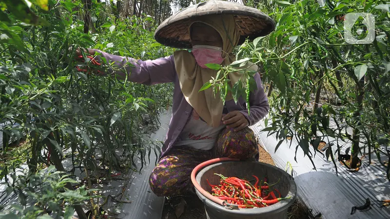 Harga Cabai Alami Penurunan