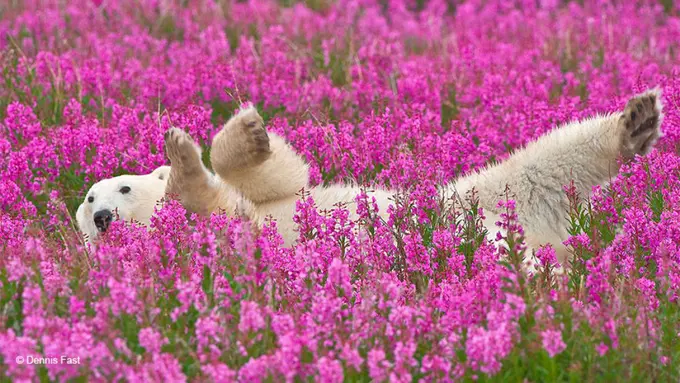 Mengintip Tingkah Lucu Beruang Kutub di Padang Bunga