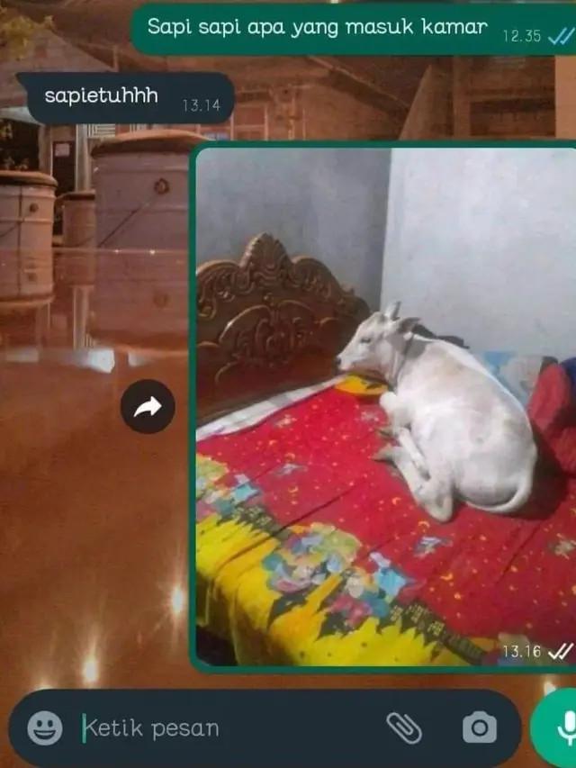 6 Momen Apes Tidur Diganggu Hewan Bikin Elus Dada