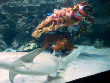 Dua penyelam melakukan atraksi barongsai dengan hiu yang mengelilingi mereka di taman bawah laut Aquaria KLCC, Kuala Lumpur, 30 Januari 2019. Atraksi dengan kostum warna-warni ini dalam rangka menyambut Tahun Baru Imlek 2570. (AP/Vincent Thian)
