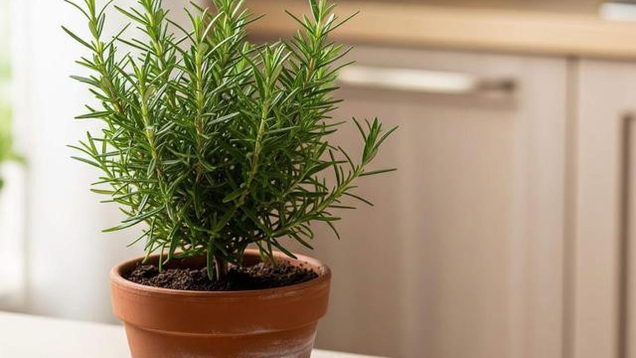 Rosemary: Agen Herbal Penjaga Ginjal, Otak, dan Kesehatan Tubuh Anda