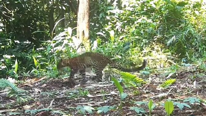 Viral Video Macan Tutul Jawa Pincang Diduga Diburu, 5 Orang Ditangkap