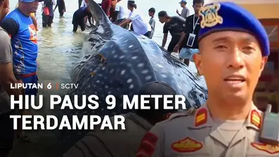 Seekor hiu paus sepanjang 9 meter terdampar di Perairan Wakatobi. Evakuasi yang terkendala kondisi air laut surut, membuat satwa dilindungi itu akhirnya mati.