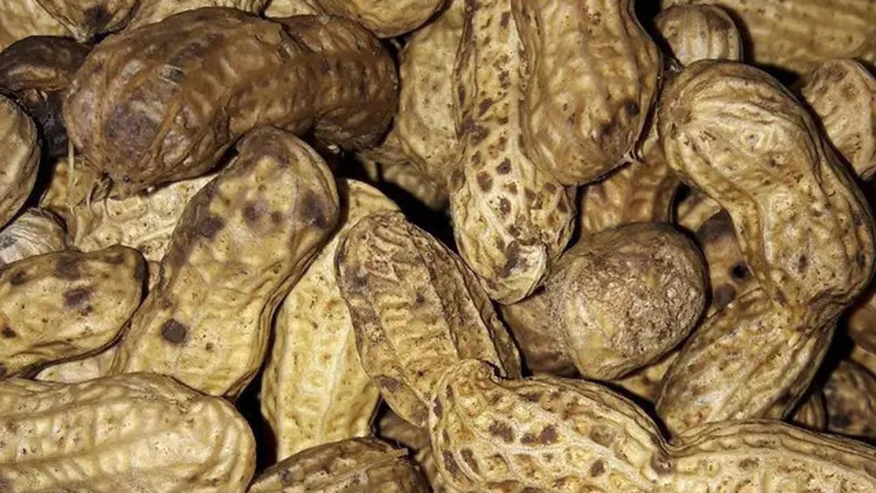 Cara Merebus Kacang Tanah, Tak Perlu Lama agar Bisa Empuk
