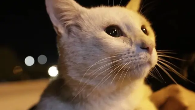 Kocak, Kucing Liar Pintar Ini Ajak Orang ke Toko untuk Belikan Makanan