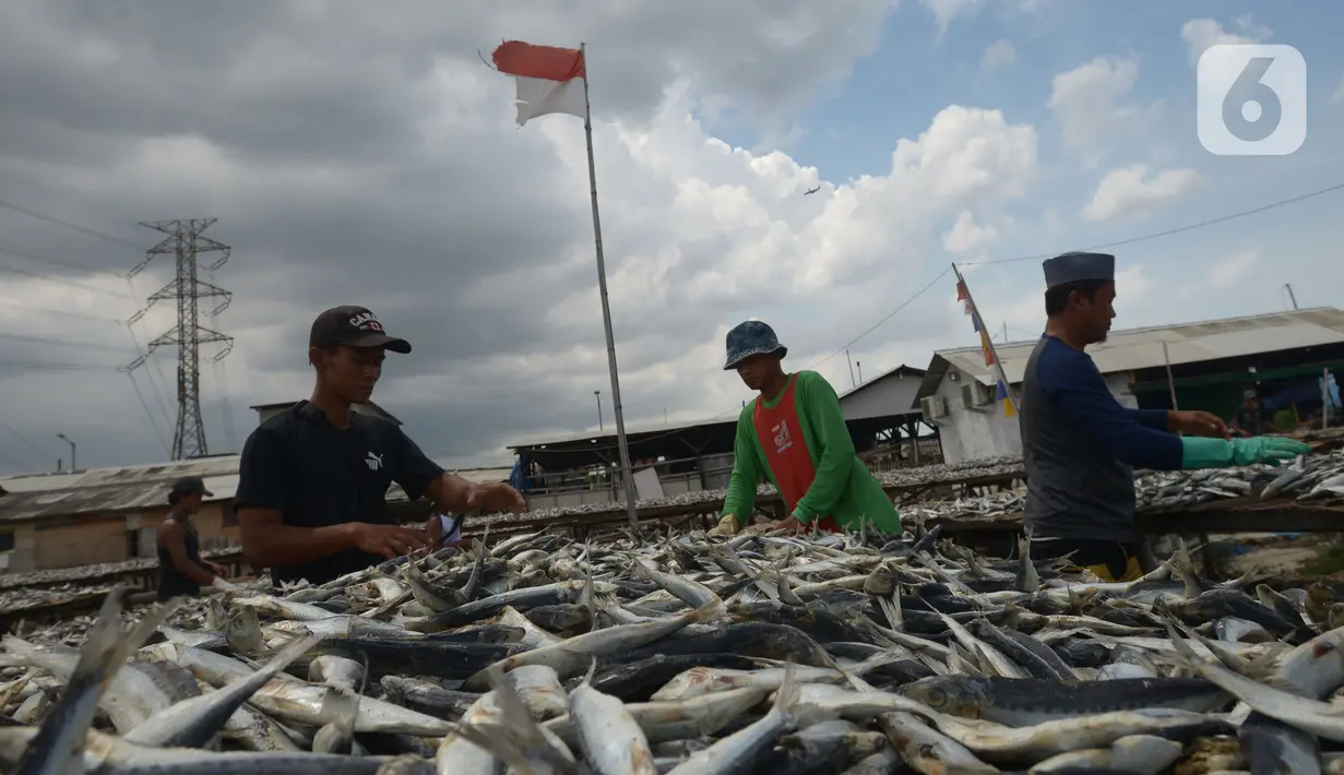 Proses pembuatan ikan asin di Sentra Pengolahan Ikan Asin Kampung Nelayan Muara Angke, Jakarta, Selasa (16/11/2021). Produksi ikan asin mengalami harga stabil saat pandemi Covid-19 di level 1 dengan harga jual kisaran Rp 38 ribu per kilogram meski cuaca kurang baik. (merdeka.com/Imam Buhori)