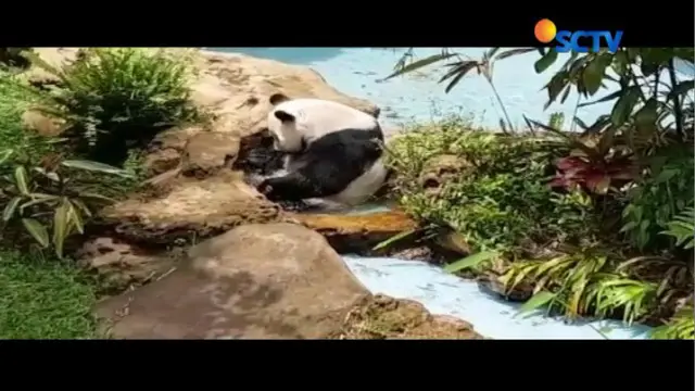 Sementara itu, selama di karantina panda Hu Chun yang merupakan panda betina berpose lucu.