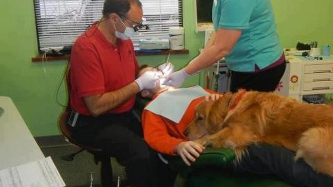 Wow, anjing ini jadi asisten dokter gigi!