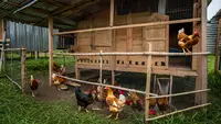 7 Desain Kandang Ayam 100 Ekor di Lahan Sempit, Cocok untuk Pemula