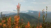Gunung Besar Hantu di Malaysia. (Dok: Gunung Bagging&nbsp;https://www.gunungbagging.com/besar-hantu/nggallery/page/2)