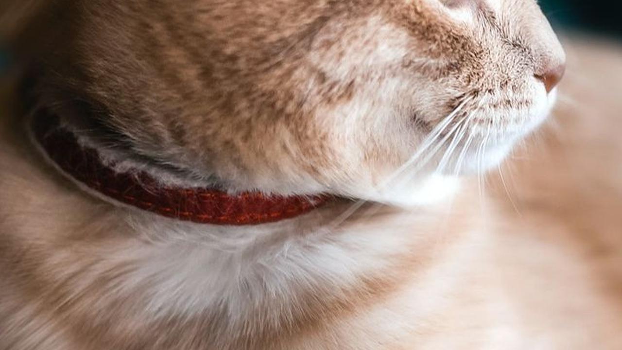 Beri Obat Kutu Kucing<br>