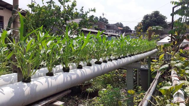 Jaga Kesehatan Fisik Dan Mental Warga Jaksel Ini Bertani Di Sekitar Rumah News Liputan6 Com