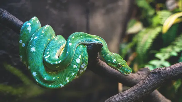 Arti Mimpi Ular Lainnya