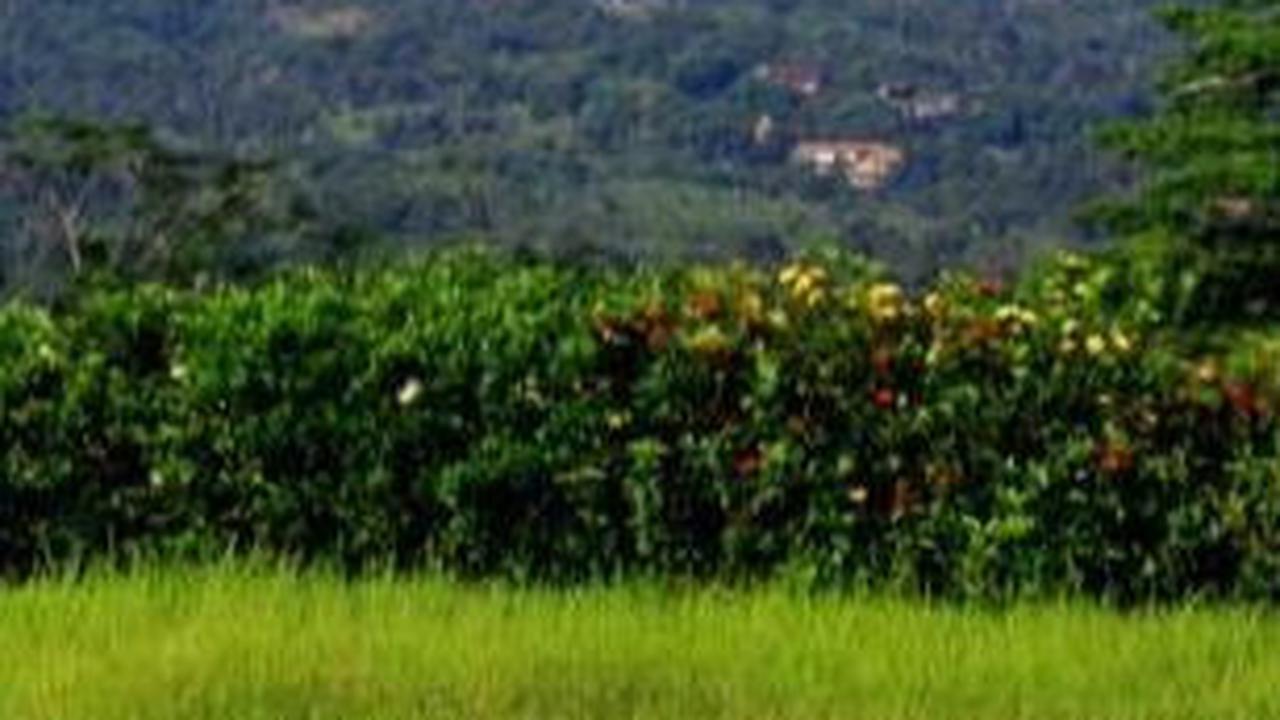 Mendaki Sendirian, Pendaki Ini Tak Menduga Bertemu Penunggu Gunung Salak