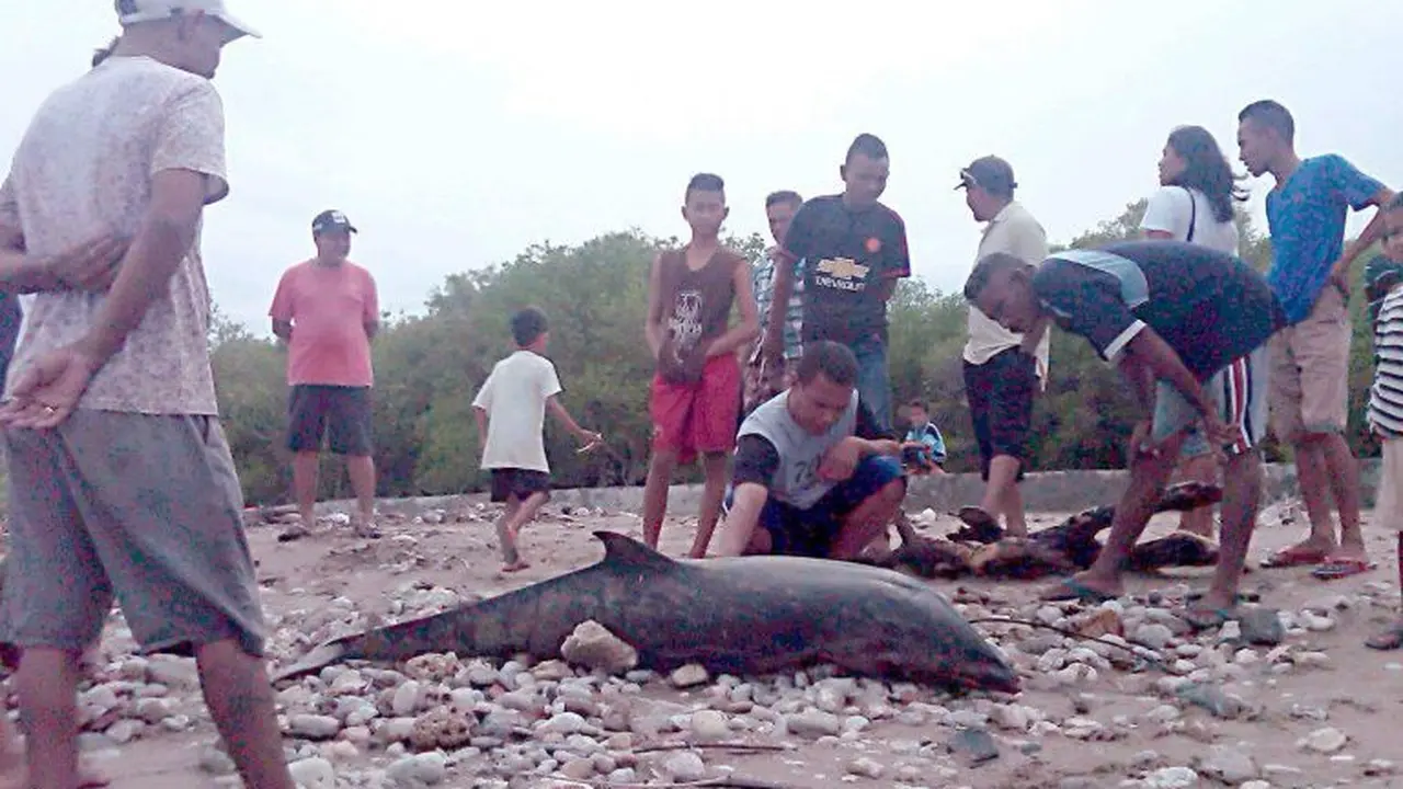 Lumba-Lumba Malang Terdampar di Pantai Manikin