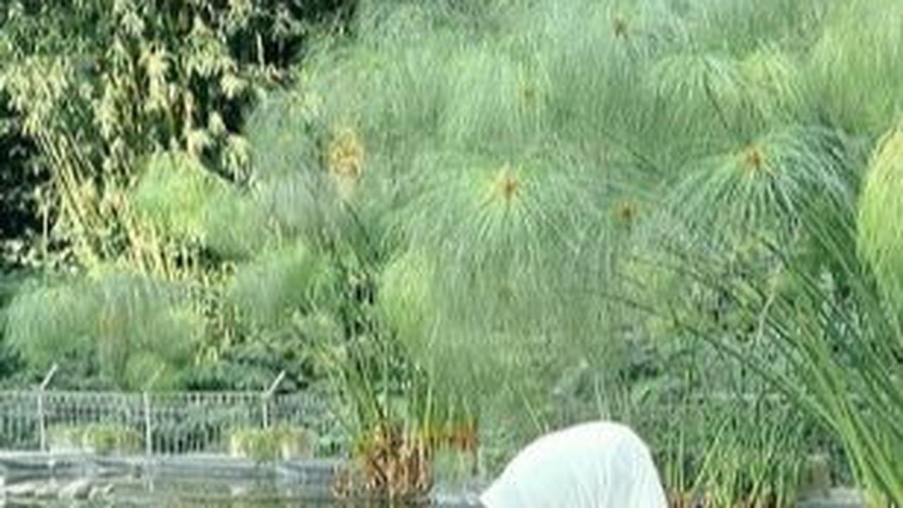 Terakhir dan yang selalu jadi favorit tiap tahun, tentunya adalah busana putih. Larissa memadukan jilbab putihnya dengan gamis berwarna creme mendekati putih agar palet warna tak berjarak terlalu jauh.