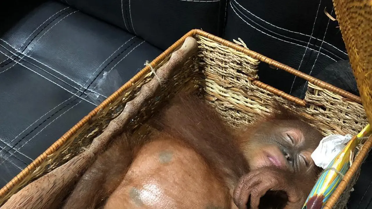Orang utan dibius