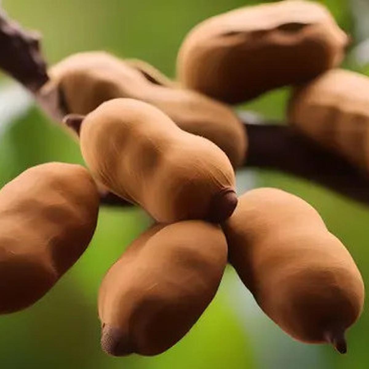 Cara Menggunakan Asam Jawa sebagai Obat Tradisional untuk Menurunkan Kolesterol Jahat dan Trigliserida