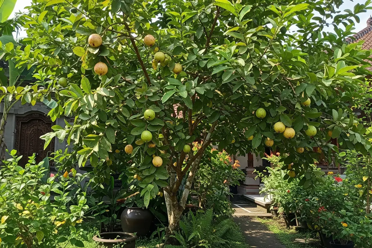 9 Cara Menanam Jambu Biji di Rumah, Panen Sendiri dari Pekarangan