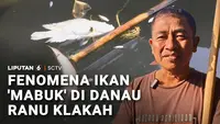 Fenomena Ikan 'Mabuk' di Danau Ranu Klakah