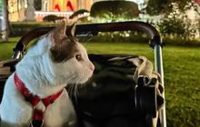 Mewahnya Rumah Baru Bobby Kartanegara Hadiah dari Dubes Tiongkok, Artis Cantik Sampai Komentar jadi Sorotan