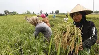 Neraca perdagangan pertanian Indonesia 2018 surplus 10 miliar dollar AS. (foto: dok. Kementan)