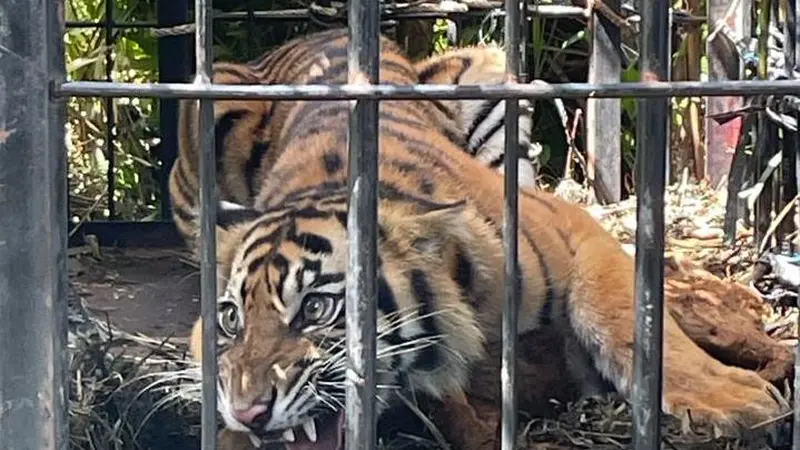 Harimau betina yang diberi Kanti Marama dievakuasi dari kebun kelapa sawit di Pasaman Barat. (Liputan6.com/ BKSDA Sumbar)