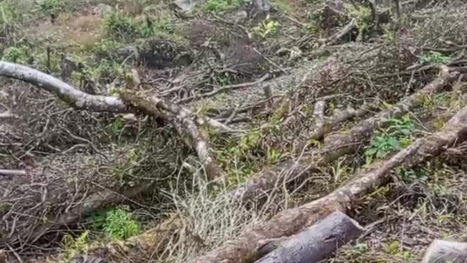 Ironi Pariwisata Gunung Salak: Hutan Dibabat, Warga Cidahu Diliputi Kecemasan