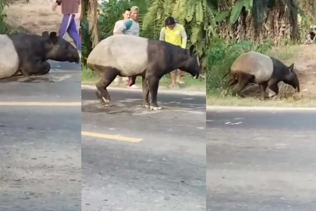Viral Tapir Disembelih di Mesuji, Polda Lampung: Pelaku Terancam 15 Tahun Penjara, Jangan Pernah Bunuh Satwa Dilindungi
