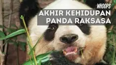 Jia Jia yang berusia 114 tahun menurut umur manusia kini sakit-sakitan dan kehilangan berat badan.