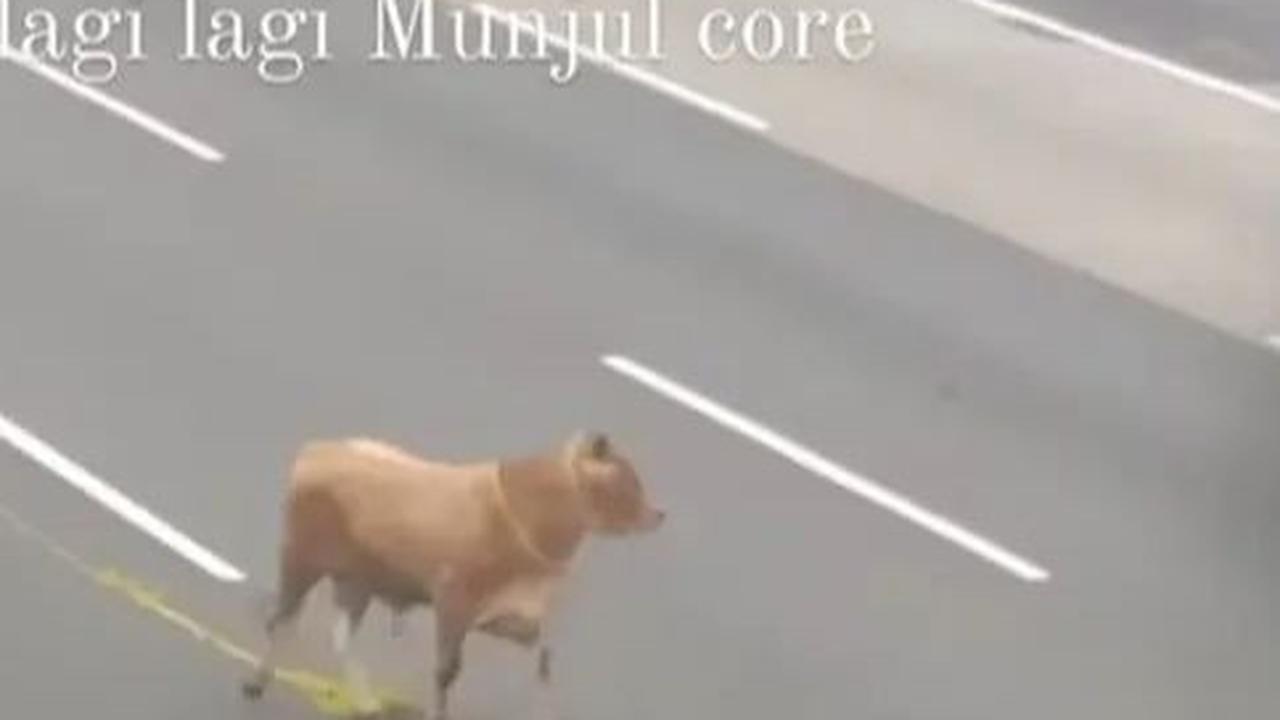 Sapi Kurban Lepas di Ruas Tol Jagorawi